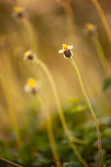 A field of yellow flowers with a single flower in the foreground