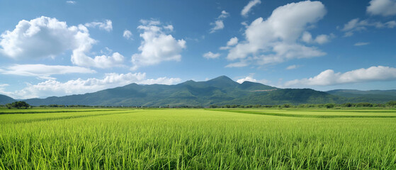 Fototapeta na wymiar Expansive green rice paddy field with towering mountains under a clear blue sky with clouds.