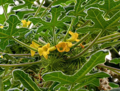 Uncarina roeoesliana (Family Pedaliaceae) is endemic to southern Madagascar