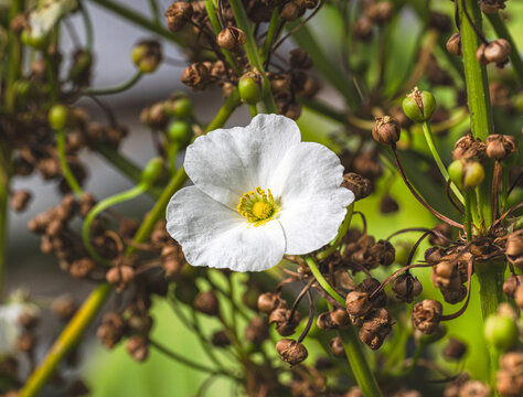 Beautiful small white flower of Creeping Burhead or Echinodorus Cordifolius is a aquatic plant