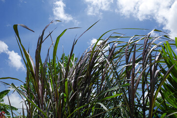 Vertigo fountain grass (Pennisetum purpureum)