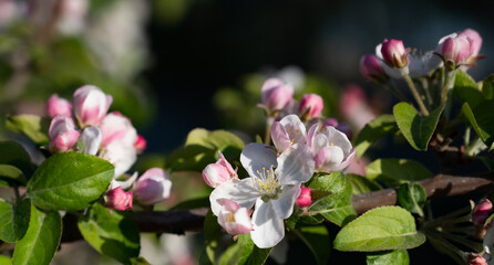 Obraz premium Pink flowers of blooming Apple tree in spring against blue sky on a Sunny day close-up macro in nature outdoors.