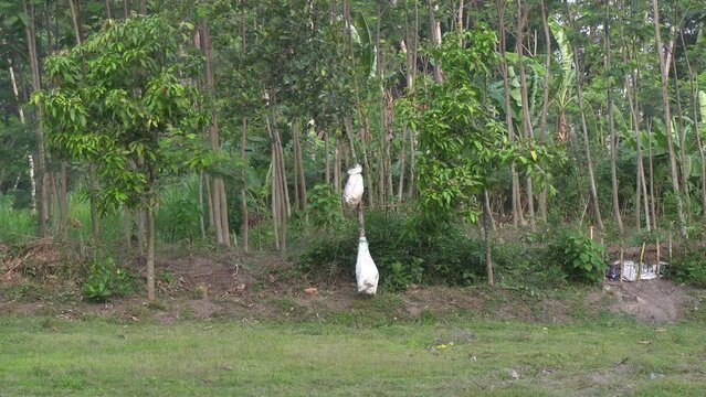 There is a zack with white color on tree