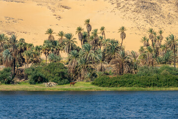 Sand dunes and palm trees on the bank of the Nile river near Aswan, Egypt - 753696985