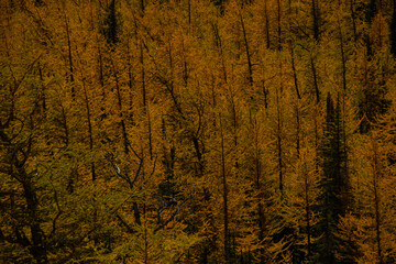 Trees with yellow leaves in autumn.