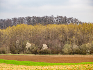 Bäume im Feld im Frühjahr