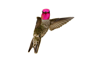 Anna's Hummingbird (Calypte Anna) High Resolution Photo, Showing its Colors, on a Transparent PNG Background - 753698553