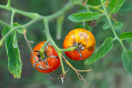 Sick, spoiled tomatoes with spots grow on the bush. Vegetables affected by late blight