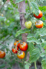 Sick, spoiled tomatoes with spots grow on the bush. Vegetables affected by late blight