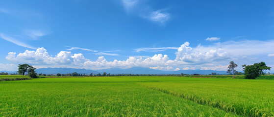 Peaceful rice fields stretching towards distant mountains under a dramatic sky filled with billowing clouds.