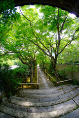 京都鷹峯光悦寺の参道の風景