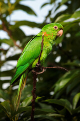 green parrot on a branch
