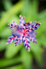 Close up of purple flower