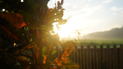 Tranquil view of the sunrise with morning light and natural colorful leaves of decorative plants....