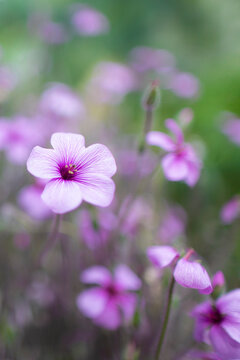 Close up of pink flowers