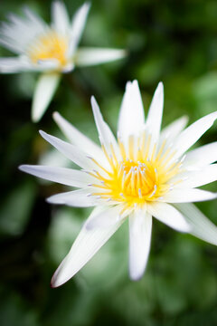 white and yellow daisy flower