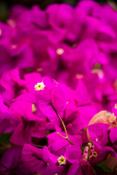 Close up of pink and yellow flowers