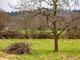Frisch geschnittene Apfelb&auml;ume im Fr&uuml;hjahr