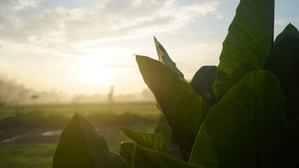 Tranquil view of the sunrise with morning light and natural green taro leaves background. Natural...