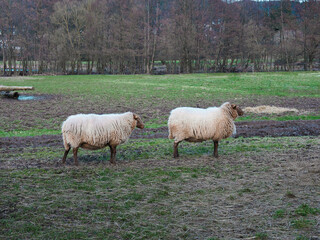 Two sheep standing one behind the other in a field, taken from the side
