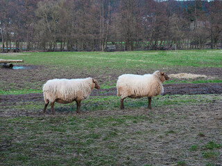 Obraz premium Two sheep standing one behind the other in a field, taken from the side