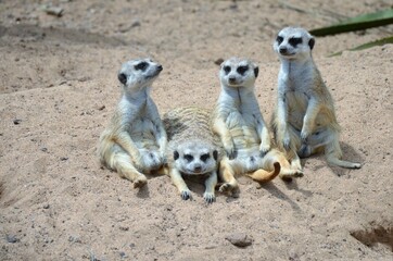 Meerkat in the Jungle Park, Tenerife