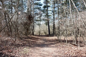 The empty trail in the tall pine tree forest.