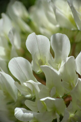 close-up of the small white clover flowers