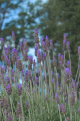 Naklejka premium beautiful lavender flowers in spring