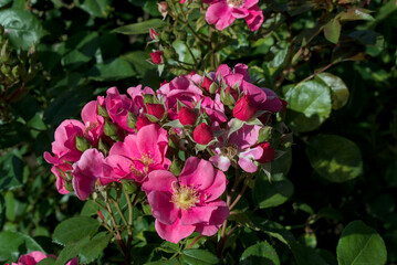 garden roses, on a green background of their foliage