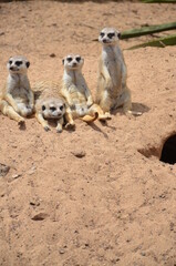 Meerkat in the Jungle Park, Tenerife