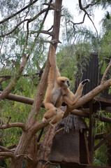 Lar gibbon (Hylobates lar), also known as the white-handed gibbon