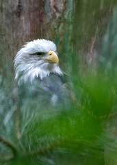 American Bald Eagle (Haliaeetus leucocephalus) in North America