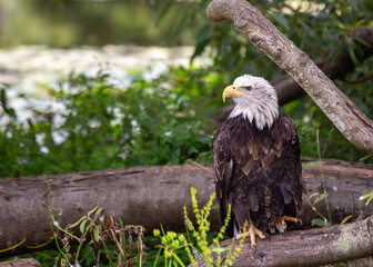 American Bald Eagle (Haliaeetus leucocephalus) in North America