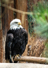 American Bald Eagle (Haliaeetus leucocephalus) in North America