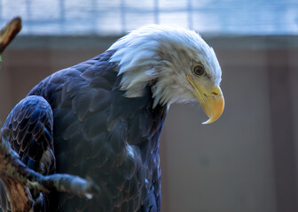 American Bald Eagle (Haliaeetus leucocephalus) in North America