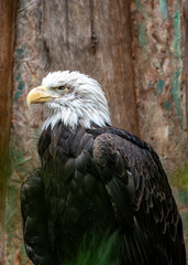 American Bald Eagle (Haliaeetus leucocephalus) in North America