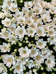 white flowers background 