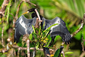 Anhinga (Anhinga anhinga) in Everglades National Park, Florida