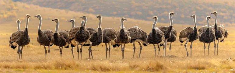  Herd of ostrich in savanna. Generative AI © Nipawan