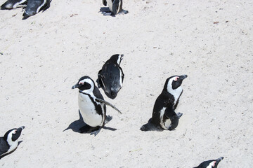 Penguins in the in the Boulders Beach Nature Reserve. Cape Town, South Africa - 753712959