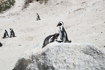 Penguins in the in the Boulders Beach Nature Reserve. Cape Town, South Africa - 753712966