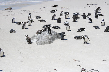 Penguins in the in the Boulders Beach Nature Reserve. Cape Town, South Africa - 753712999