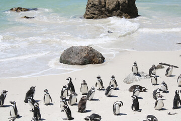 Penguins in the in the Boulders Beach Nature Reserve. Cape Town, South Africa - 753713106