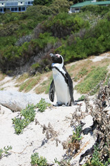 Penguins in the in the Boulders Beach Nature Reserve. Cape Town, South Africa - 753713129