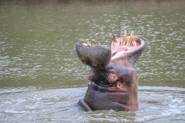 hippo at the river shouting with open mouth