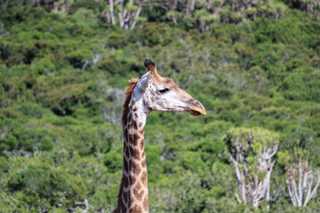 portrait of giraffe in the national park