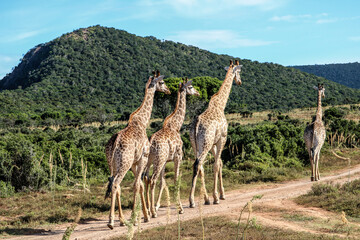 herd of giraffes walking in a line at the  path in the national park
