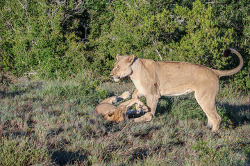 lion ois watching her children and plays with one - 753713532