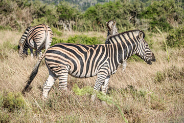 Fototapeta na wymiar herd of zebras in the national park